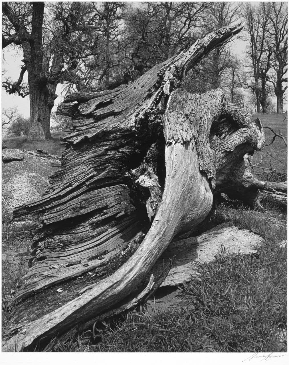 Wood Detail