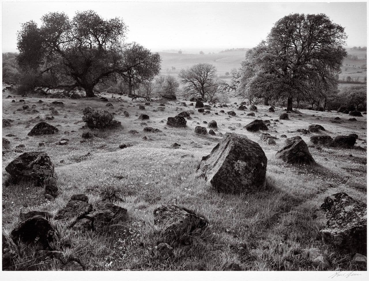 Rocks, Grass, Trees, Sun