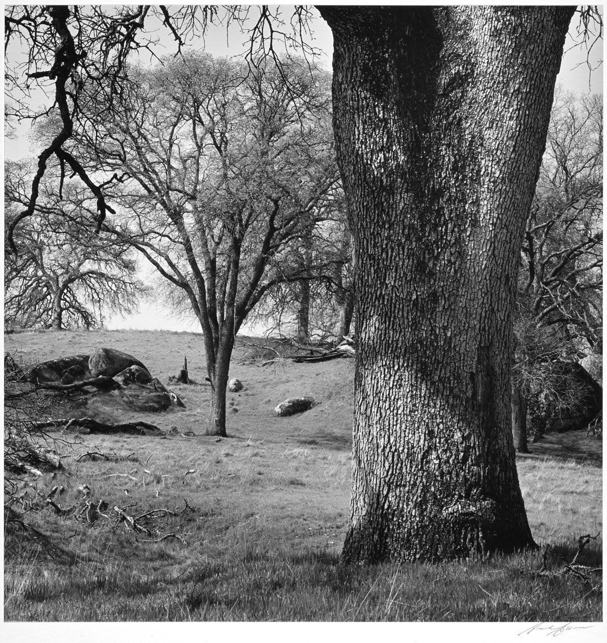Trees and Pasture, Central Section