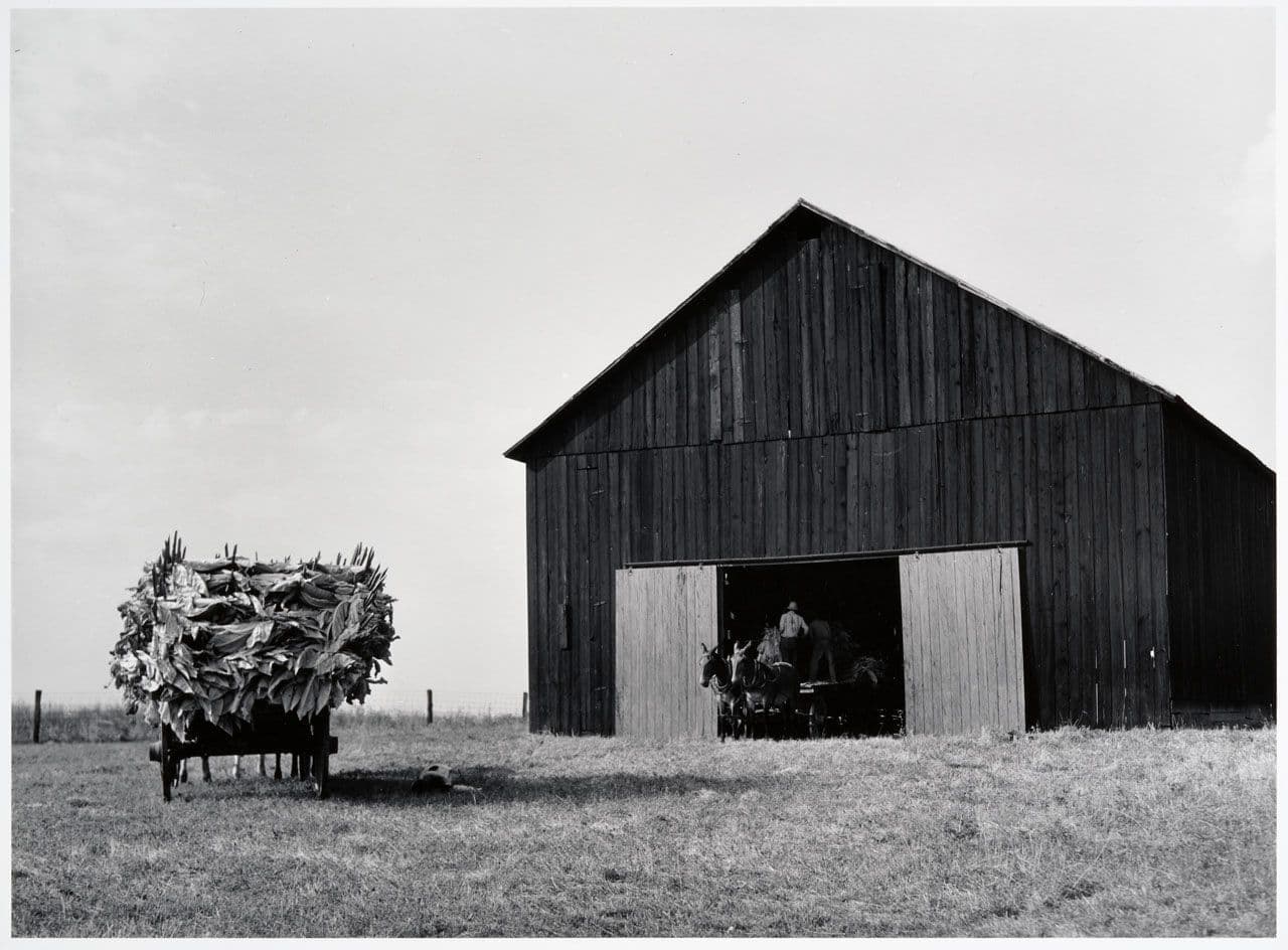 Air-cured tabacco barn, Lexington, Kentucky
Marion Post  Wolcott 20th Century
2017.19.7