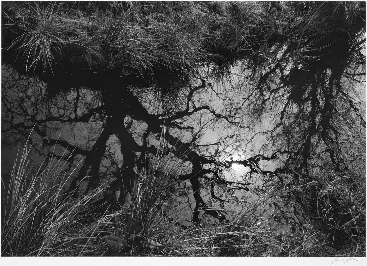 Reflection—Oak Tree in Pool