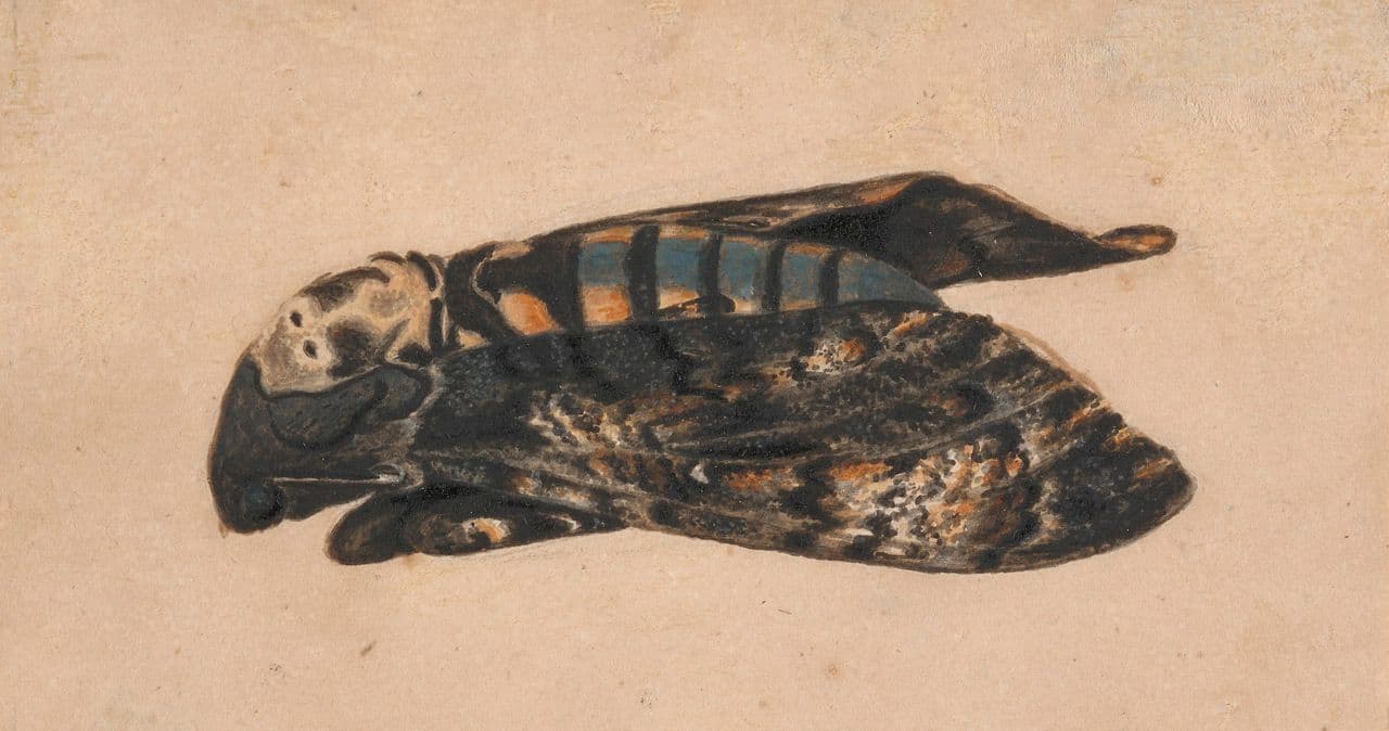 Death's Head Hawk Moth