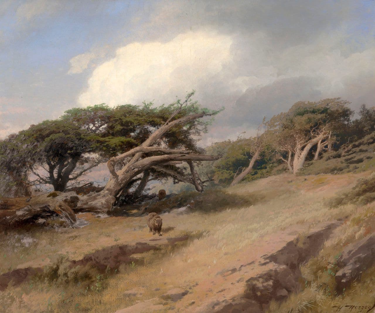 Monterey Cypress with Bears