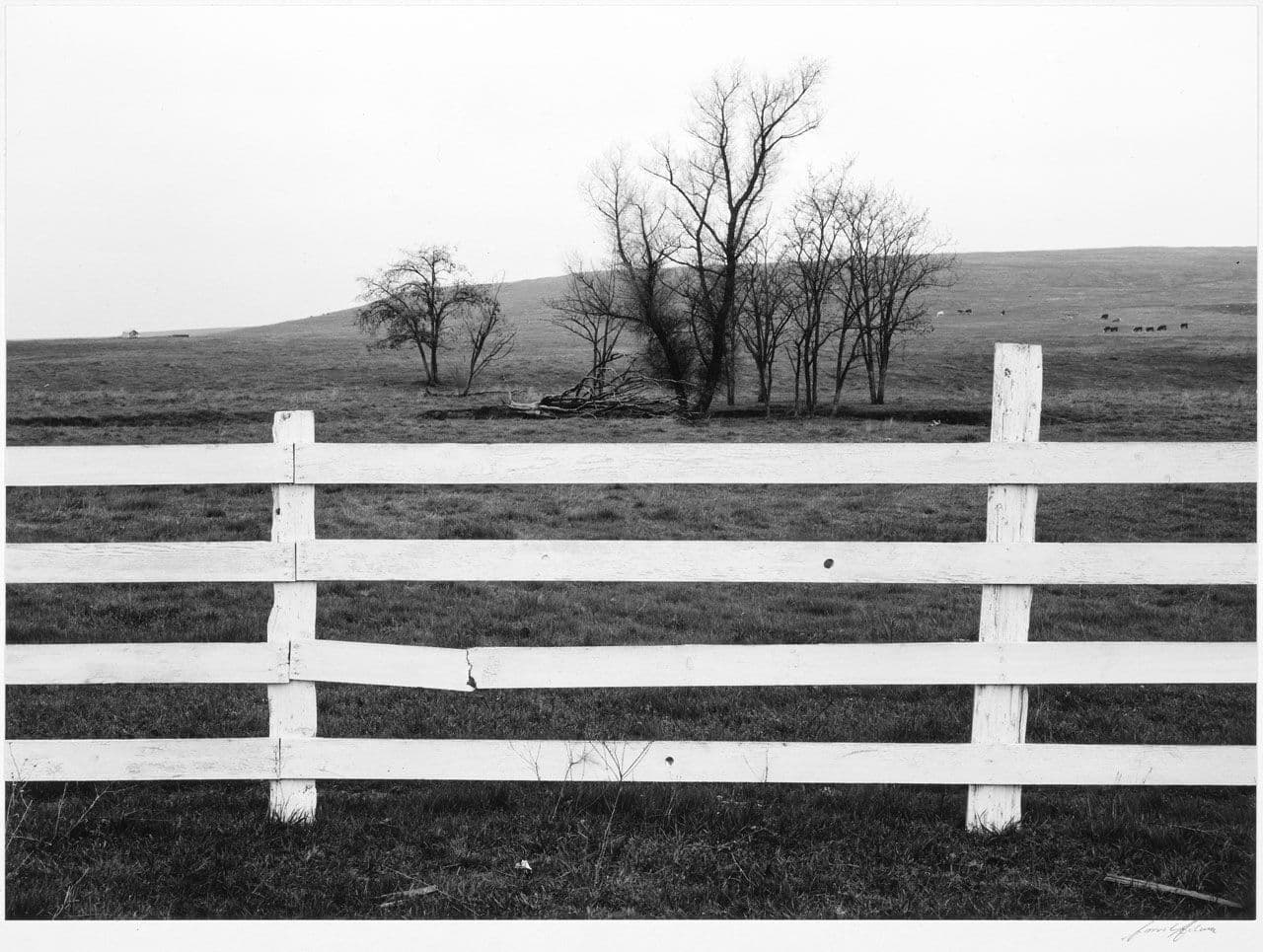 White Fence, Distant Trees