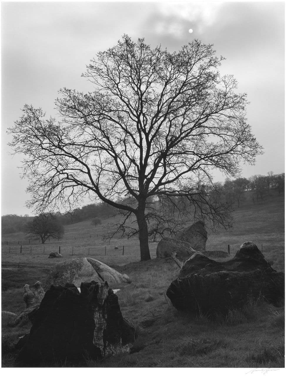 Tree and Sun
