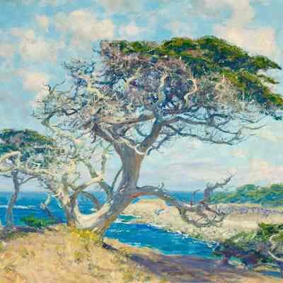 Monterey Cypress