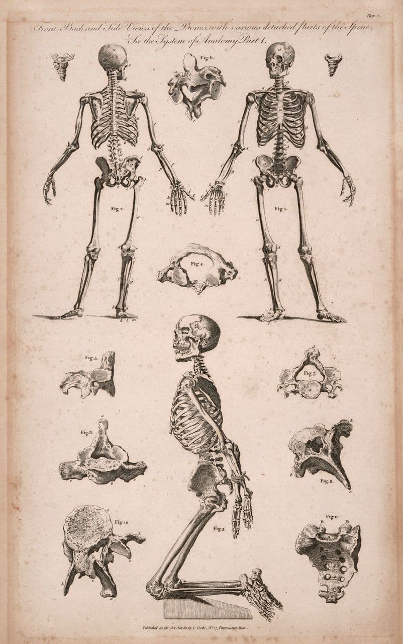 Front, Back and Side Views of the Bones, with various detached parts of the Spine
Charles Warren
18th Century
2010.15.4 Front, Back and Side Views of the Bones, with various detached parts of the Spine