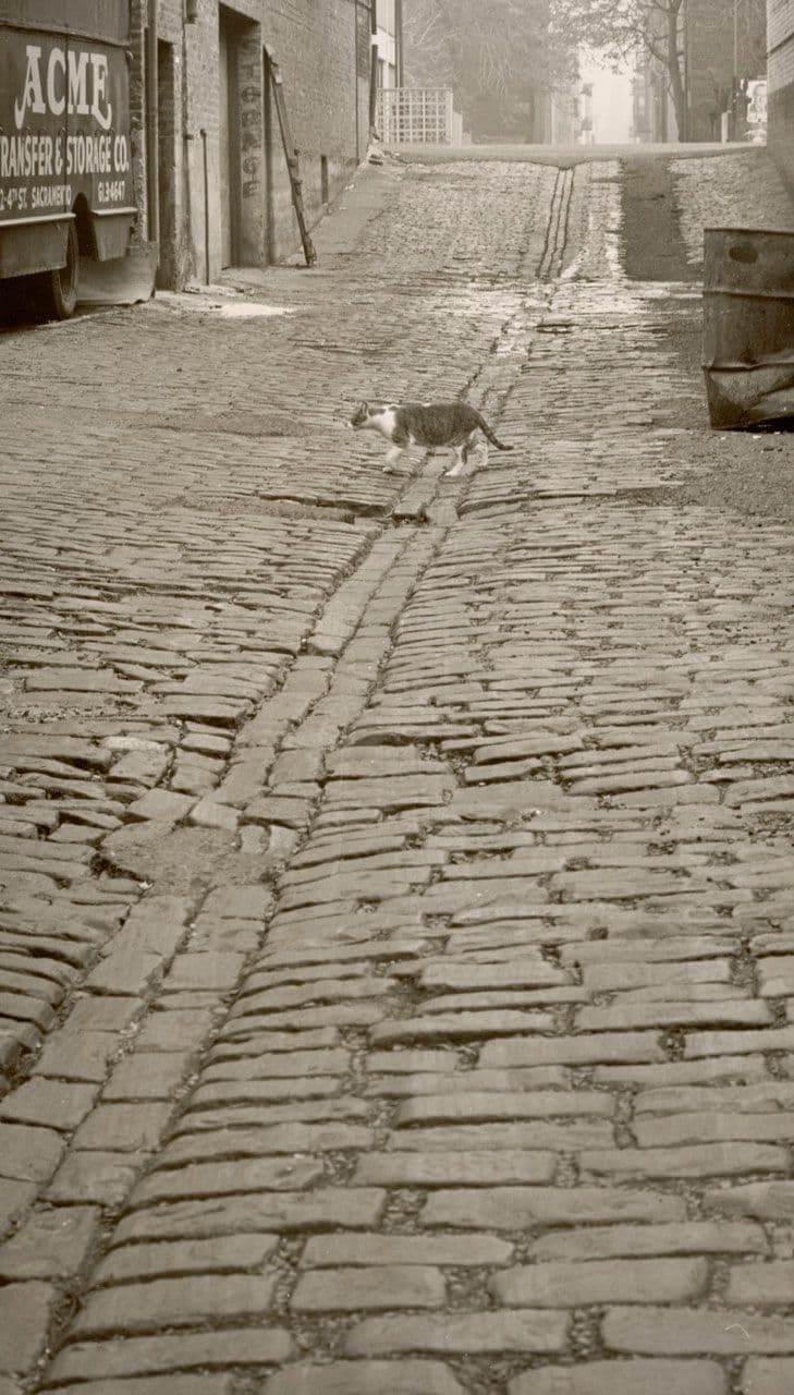 Alley Cat
Joseph A. Barnett
20th Century
1965.3.20 Alley Cat
Joseph A. Barnett
20th Century
1965.3.20