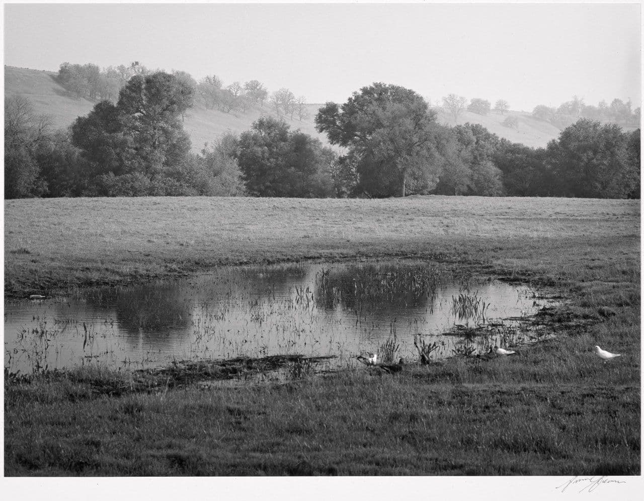 Pool, Misty Morning
Ansel Adams
20th Century
1963.11.18 Pool, Misty Morning