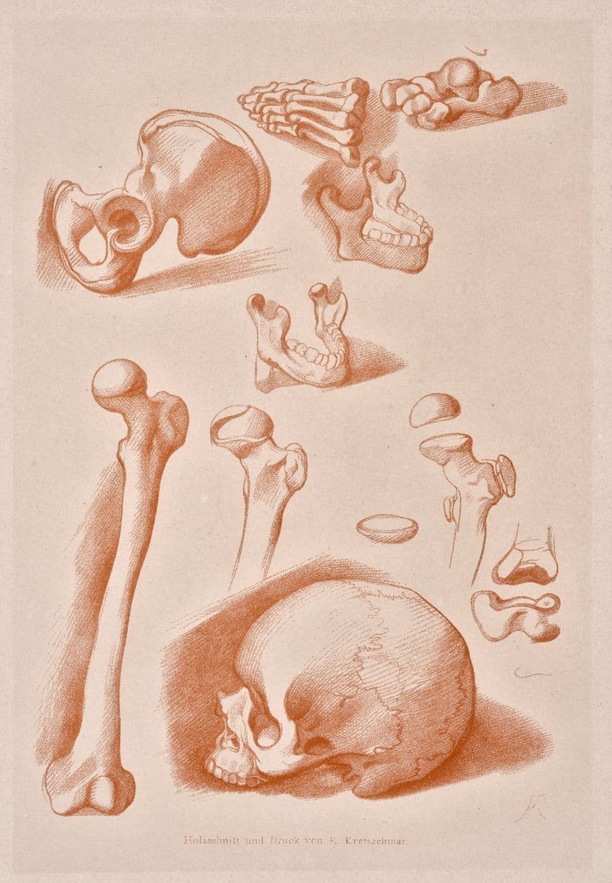 A Hip Bone
Eduard Kretzschmar
19th Century
1885.356 A Hip Bone
Eduard Kretzschmar
19th Century
1885.356