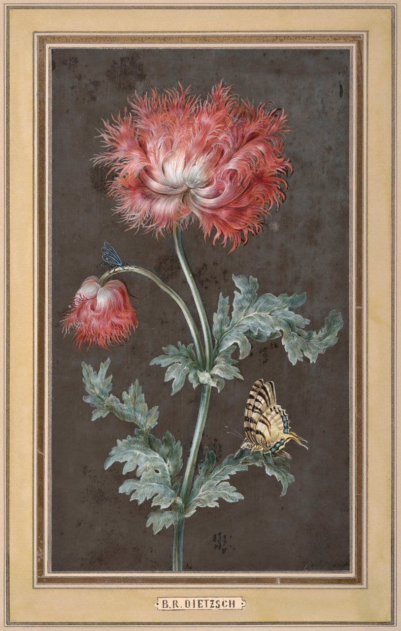 A Poppy with Butterflies
Barbara Dietzsch
18th Century
2021.43.1 A Poppy with Butterflies
Barbara Dietzsch
18th Century
2021.43.1