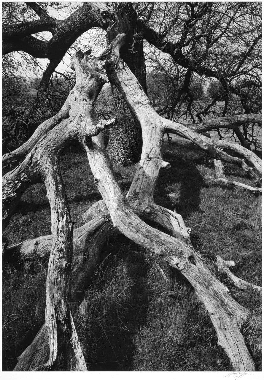 Dead Tree Branches
Ansel Adams
20th Century
1963.11.5 Dead Tree Branches