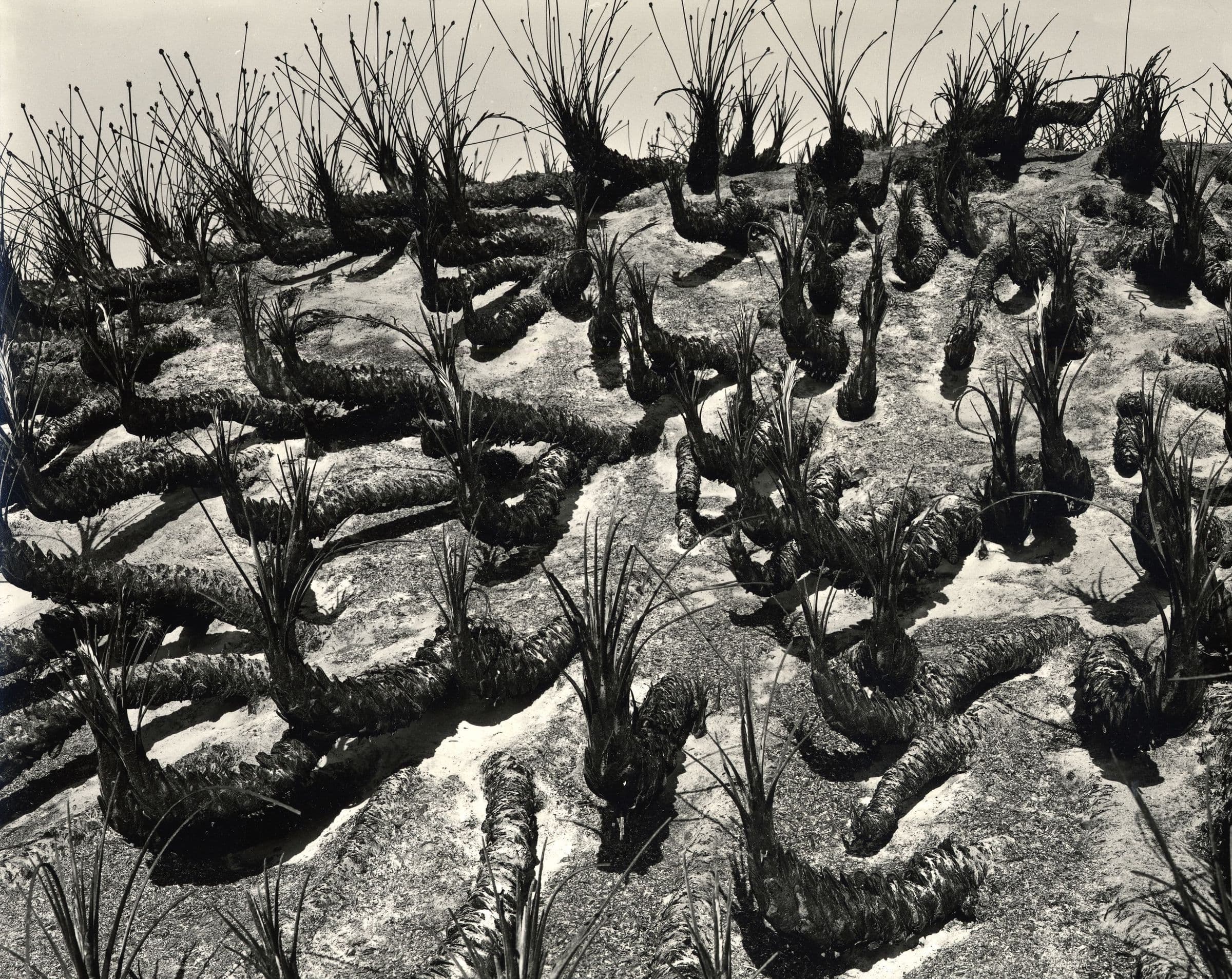 Desert Landscape, Plants
Brett Weston
20th Century
2023.123.14 Desert Landscape, Plants