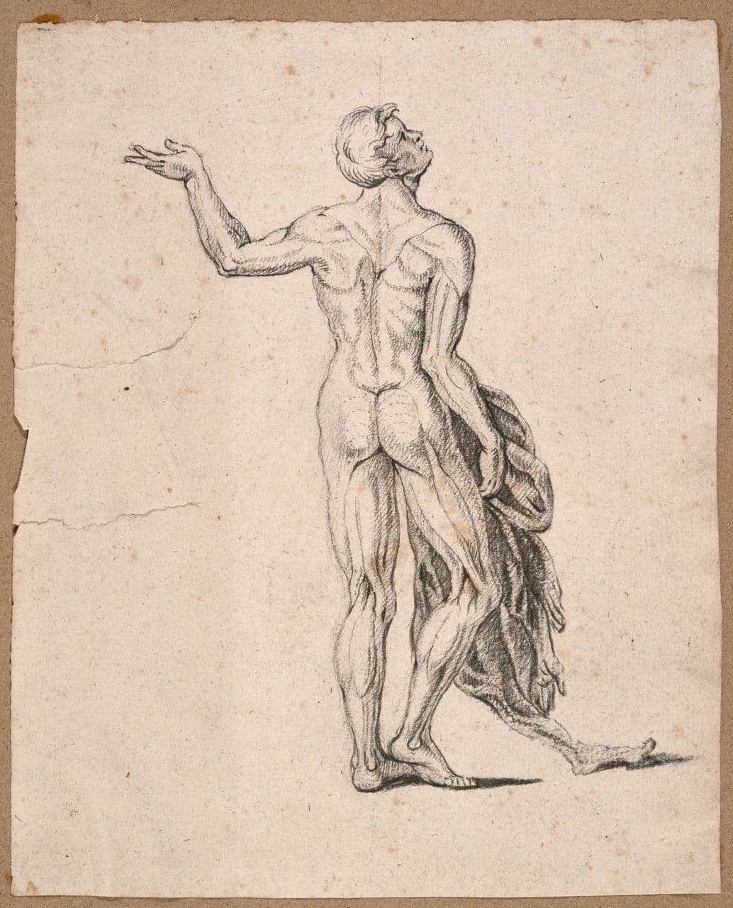 Ecorche: Back View Ecorche: Back View