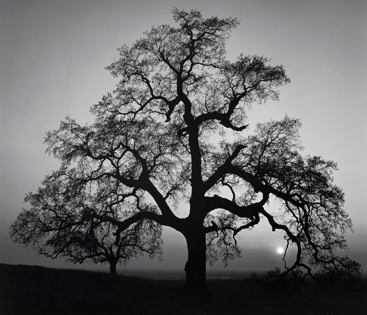 Image: Artwork, Oak Tree Sunset